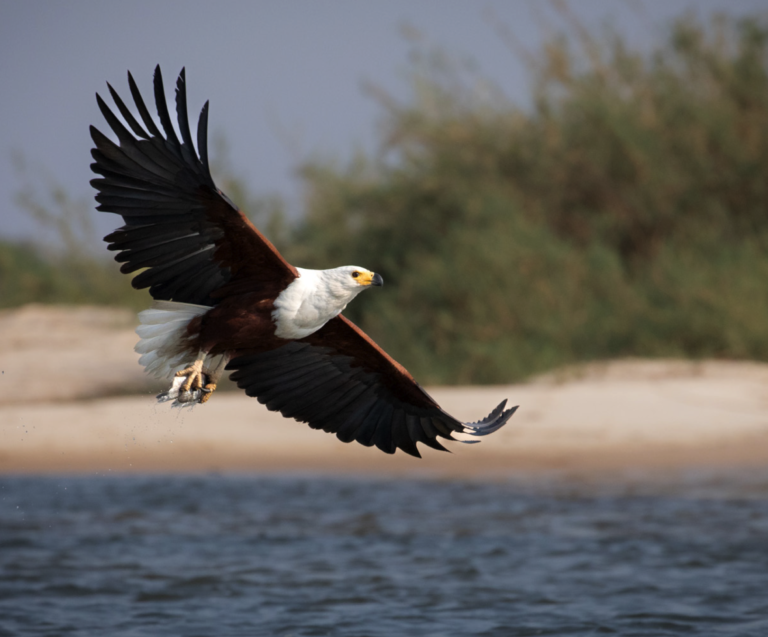 Kubu aand Kwena African Fish Eagle