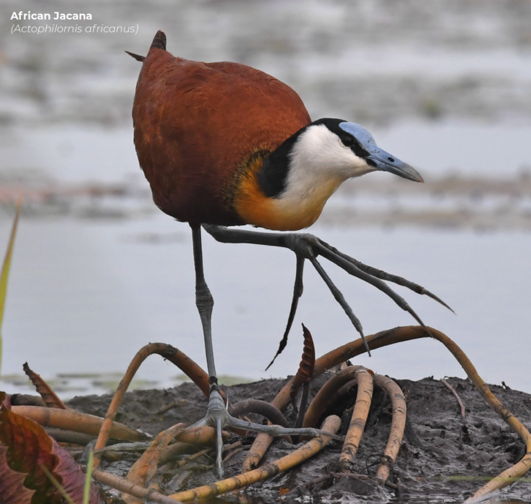 African Jacana Kubu And Kwena